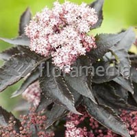 SAMBUCUS